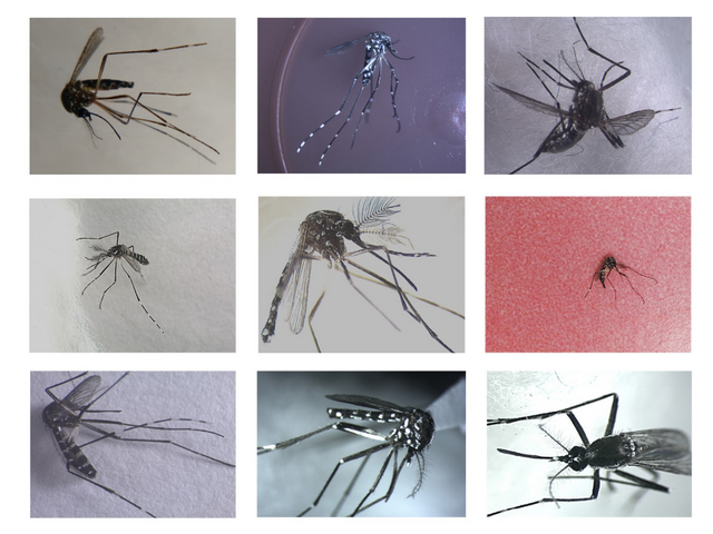 Mosquito classification thumbnail